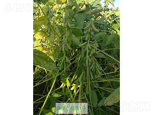�ѱ�С����1��-������-�ѷ���ҵ