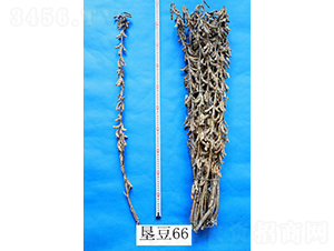 �Ѷ�66-������-�ѷ���ҵ