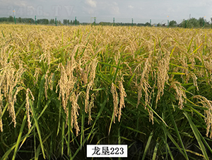 ����223-ˮ������-�ѷ���ҵ