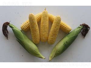 ������816-��������-��������