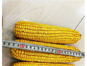 �����122-��������-�����ҵ