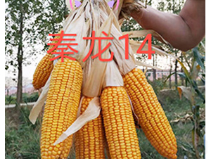 ����14-��������-�����ҵ