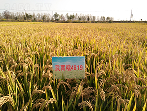 ����Ŵ4819-ˮ������-�����ҵ