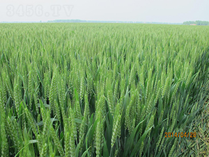 �����0901-С������-�����ҵ