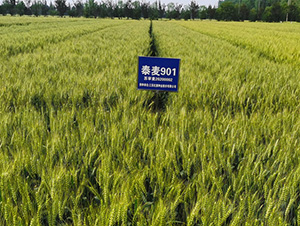 ̩��901-С������-������ҵ