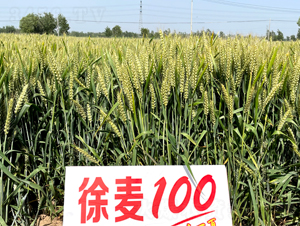 ����100-С������-������ҵ