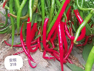 ����318-�߽�����-����ũ��