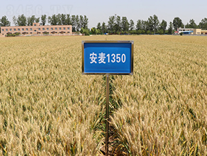 ����1350-С������-����ũ��
