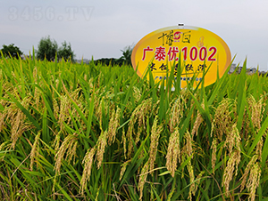 ��̩��1002-ˮ������-��ï�߿�