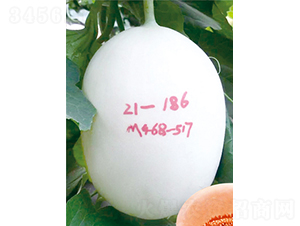 ��ʥ������10�ţ�468-517��-�������-��ʥ��