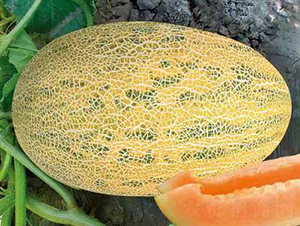 ��ʥ��ʮһ�ţ�86-1��-�������-��ʥ��