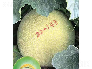 ��ʥ��M20-143-�������-��ʥ��