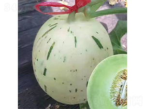��ʥ��20-489-�������-��ʥ��