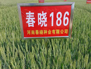 ����186-С������-������ҵ