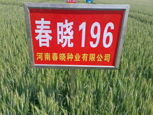 ����196-С������-������ҵ