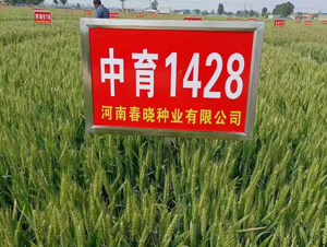 ����1428-С������-������ҵ