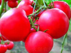 �ɴ�230-��������-������ҵ