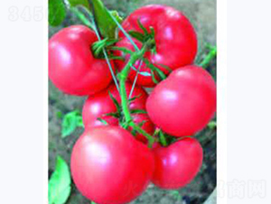 �ɴ�203-��������-������ҵ