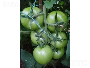 �籴77-��������-��Ƴ�