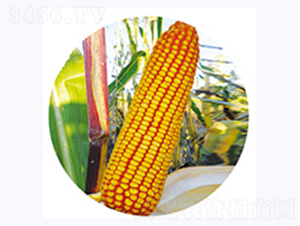 ��138-��������-������ҵ