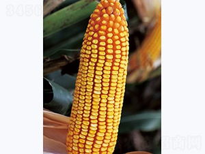 �ɼ�577-��������-������ҵ