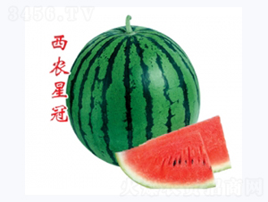 ��ũ�ǹ�-��������-�غ���ҵ