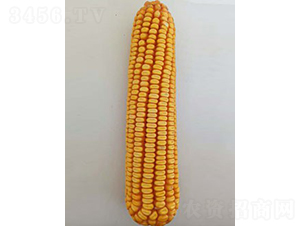 �ڵ�408-��������-�����ҵ