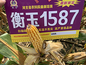 ����1587-��������-������ҵ