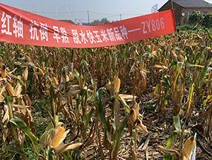 ZY806-��������-������ҵ
