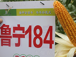 ³��184-��������-������ҵ
