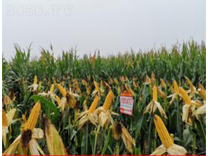 �󾩾�4703-��������-�󾩾���ҵ