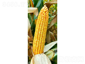 ���191-��������-��ũ��ҵ