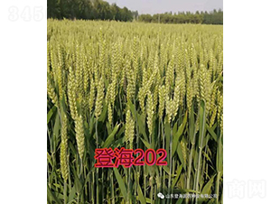 �Ǻ�202-С������-��ũ��ҵ