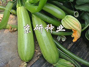 ����11��-����«����-������ҵ