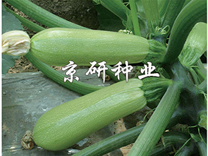 ����293-����«����-������ҵ