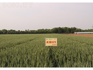 ����829-С������-������ҵ