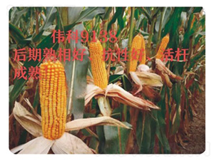 ΰ��9138-��������-������ҵ