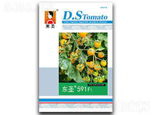 ��ʥ591F1-��������-��ʥ