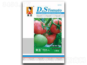 ��ʥT01-��������-��ʥ