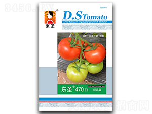 ��ʥ470-��������-��ʥ