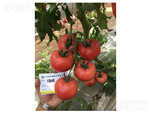 ���1805-��������-��������