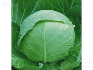 ���Բ���8132-��������-��Ʒũҵ