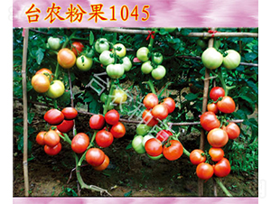 ̨ũ�۹�1045-��������-̨ũ����