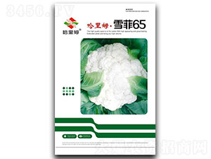 ѩ��65-�˻�����-����ķ