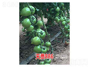 ����886-��ũ����