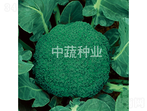 ����11��-�໨������-������ҵ