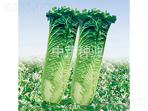 �̽�85-�ײ�����-������ҵ