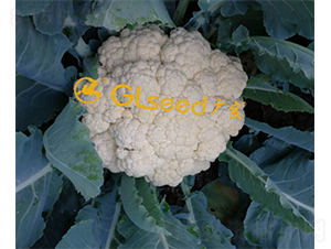 GL-90�ɻ���-��Ҭ������-����