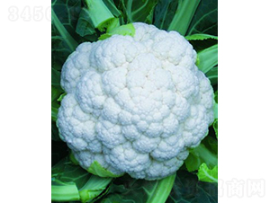 ѩ��85��Ҭ��-��Ҭ������-����