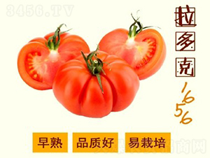 �����1656����-��������-����